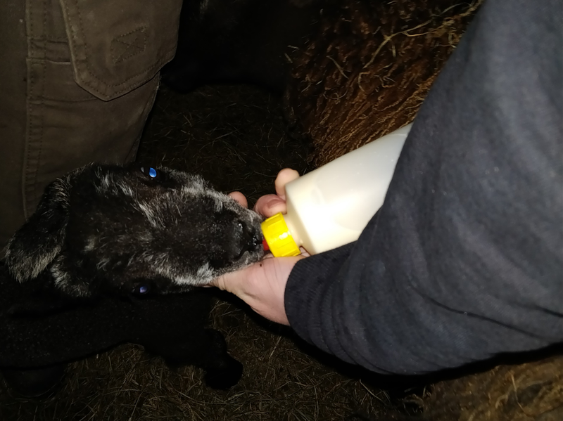 Illustration for article titled Hour Rule: Lamb Feeding Time...